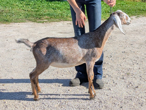 FreeFall Nubians FREEFALL _ EUPHORIA