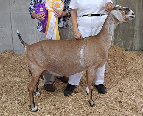 FreeFall Nubians FROG FLAT PINK CASHMERE