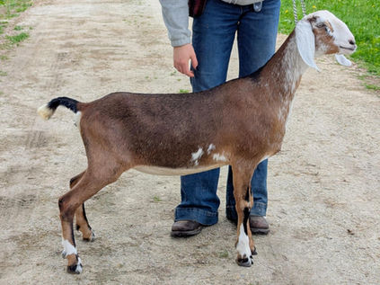 FreeFall Nubians FABIAN SCX KROMAKOPIA