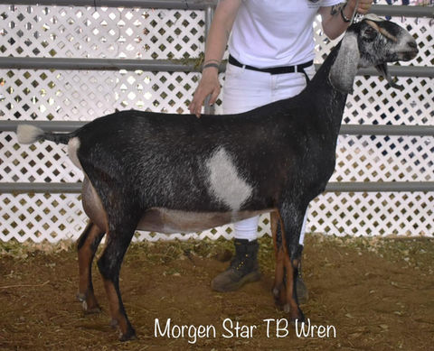 FreeFall Nubians FROG FLAT TB WREN