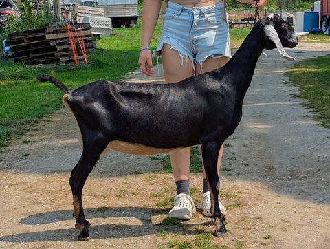 FreeFall Nubians FREEFALL KDS FLIGHT RISK