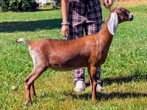 FreeFall Nubians FREEFALL TRIPPN KILIMANJARO