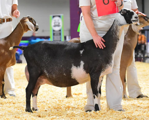 FreeFall Nubians WOEST-HOEVE IE EGRET