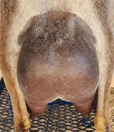 FreeFall Nubians KMZ ACRES ROSE GOLD