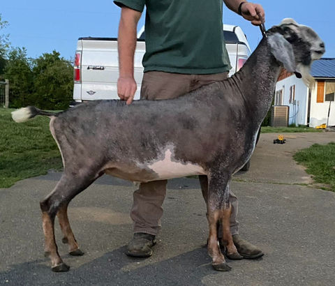 FreeFall Nubians MORGEN STAR TB TROPIC THUNDER