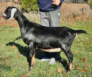 FreeFall Nubians FREEFALL KDS FLIGHT RISK