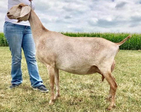 FreeFall Nubians AUTUMN GLORY WHH BIRGITTA