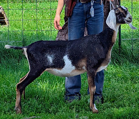 FreeFall Nubians Wisconsin Nubian Goats