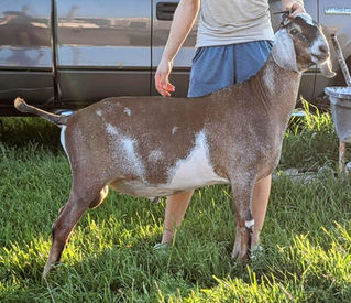 FreeFall Nubians AUTUMN GLORY GRFT EVERGREEN