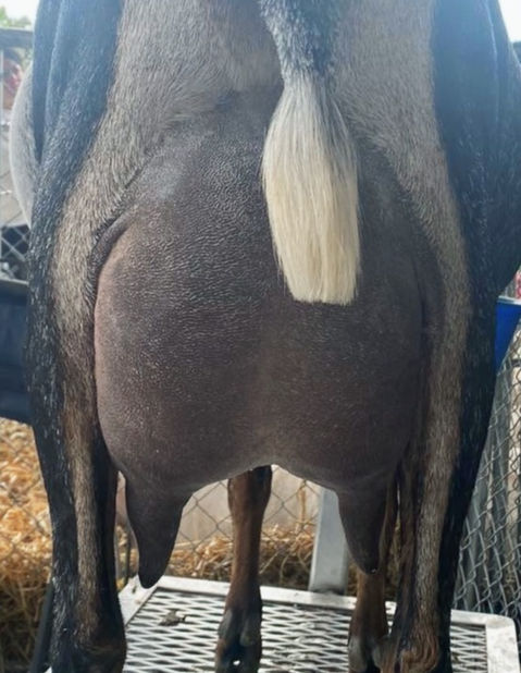 FreeFall Nubians FROG FLAT TB WREN