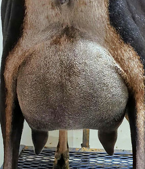 FreeFall Nubians ROCKIN' T ACRES DOVE CHOCOLATE