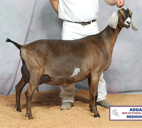 FreeFall Nubians DKGH ROCKIN' EVE