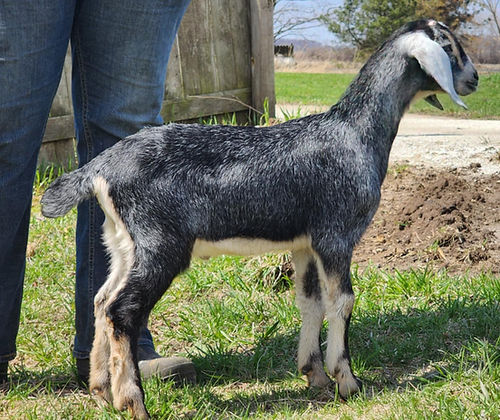 FreeFall Nubians KUHTZ DREAM SD POWERLINE