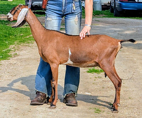 FreeFall Nubians Wisconsin Nubian Goats
