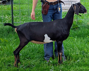 FreeFall Nubians Wisconsin Nubian Goats