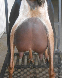 FreeFall Nubians Wisconsin KUHTZ DREAM KING'S CHARM