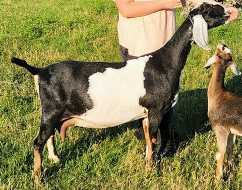 FreeFall Nubians FROG FLAT TB CATBIRD