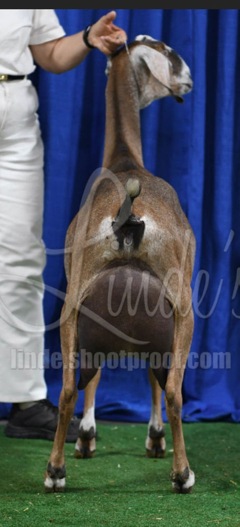 FreeFall Nubians FROG FLAT PINK CASHMERE