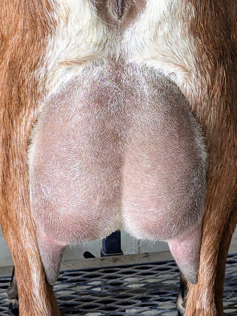 FreeFall Nubians RASPBERRY HILL GABBY RRR