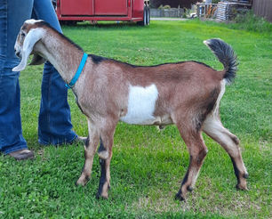 FreeFall Nubians LAKESHORE RETRO REVOLVER