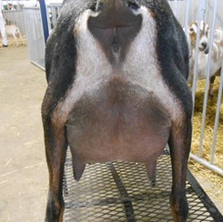 Carli.Udder2013