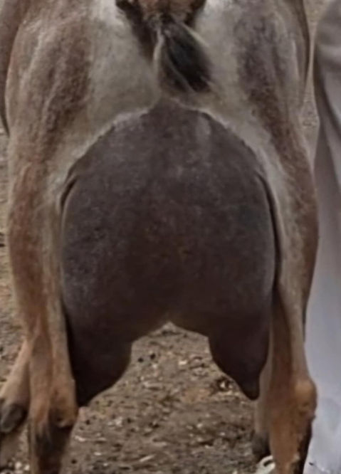 FreeFall Nubians KMZ ACRES ROSE GOLD