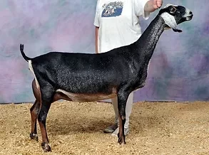 FreeFall Nubians Wisconsin Nubian Goats WOEST-HOEVE SC BLUE