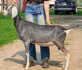 FreeFall Nubians Wisconsin Nubian Goats