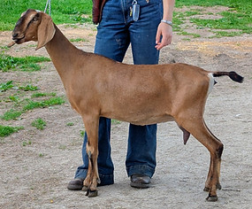FreeFall Nubians Wisconsin Nubian Goats