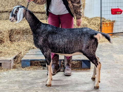 FreeFall Nubians FREEFALL BELL SERPENTINE