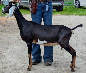 FreeFall Nubians Wisconsin Nubian Goats