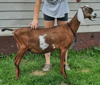 FreeFall Nubians FREEFALL KJ POCKET ROCKET