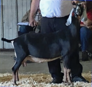 FreeFall Nubians FANCIFUL BV BLACK BEAUTY