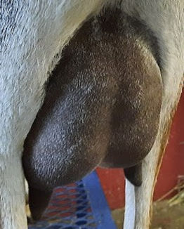 FreeFall Nubians KUHTZ DREAM KDSK WALLFLOWER