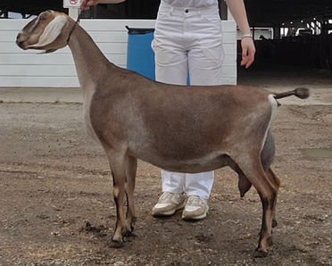 FreeFall Nubians KMZ ACRES ROSE GOLD