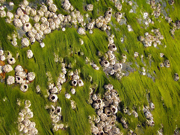 Barnacles and green algae on a ship's hull