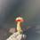 Thumbnail: Plant Friend by Precious Outs 🍄 (PF10)