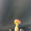 Thumbnail: Plant Friend by Precious Outs 🍄 (PF08)
