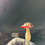 Thumbnail: Plant Friend by Precious Outs 🍄 (PF07)