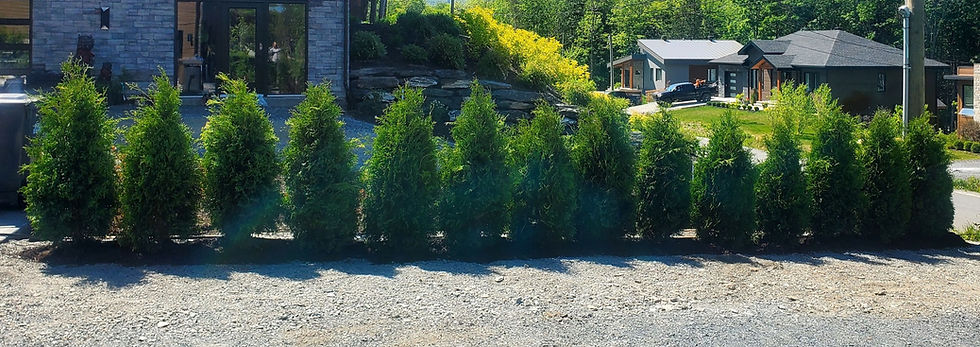 services, installation, plantation, vente, livraison de plants de haie de cèdre