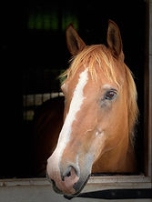 CCFHorsesSep2020 - 16.jpeg