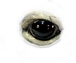 Frog eye_edited.png
