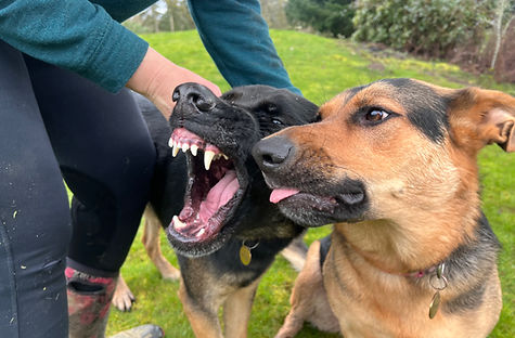 Two dogs fighting
