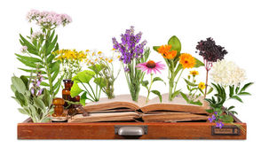 Lexique de la phytothérapie : comprendre le vocabulaire des plantes médicinales