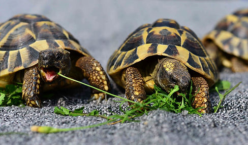 congerdesign-turtles-3613293.jpg