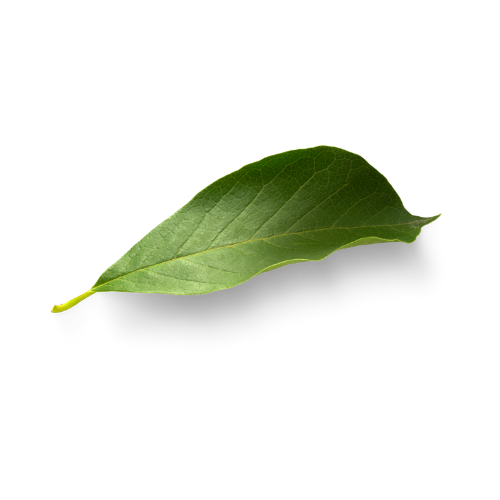 Untitled design (7).png