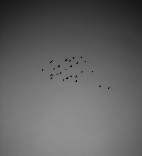 Against a backdrop of subtle shades of gray, the intricate patterns of their flight create