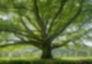 Großer Baum