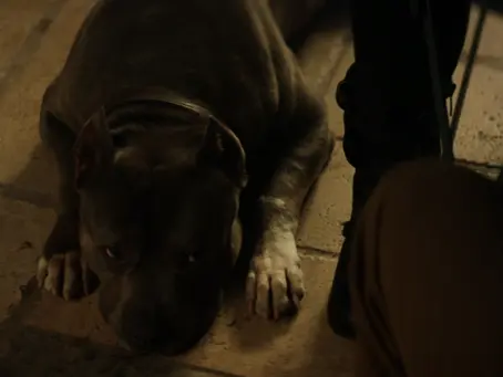 Picard's pitbull, "Number One", lying on the floor