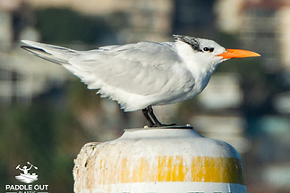Royal tern in LA Harbor